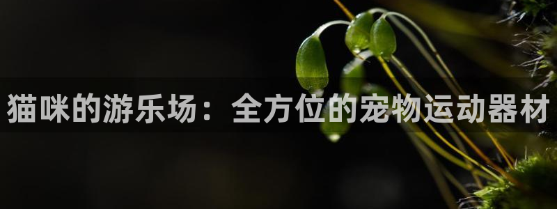 征途国际官方：猫咪的游乐场：全方位的宠物运动器材